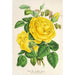 Maalauksen jäljennös Rose Thé Isabelle Grey - Charles Antoine Lemaire