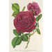 Rose Triomphe d'Amiens - Charles Antoine Lemaire — näkymä teoksesta