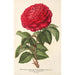 Rose Hybride Remontant Monsieur Journeaux - Charles Antoine Lemaire — näkymä teoksesta