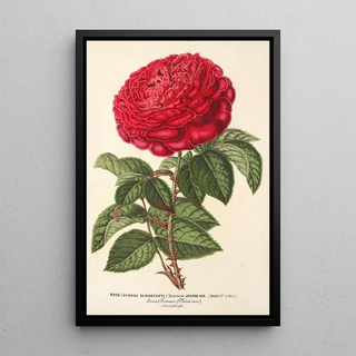 Charles Antoine Lemaire - Rose hybr remont Monsieur Journeaux.webp