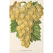 Maalauksen jäljennös Raisin Royal Vineyard - Charles Antoine Lemaire