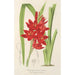 Schizostylis coccinea W. H. Harvey - Charles Antoine Lemaire — näkymä teoksesta