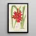 Schizostylis coccinea W. H. Harvey - Charles Antoine Lemaire — kehystetty taideteos seinällä