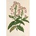 Scutellaria alborosea - Charles Antoine Lemaire — näkymä teoksesta