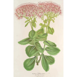 Sedum fabarium - Charles Antoine Lemaire — näkymä teoksesta