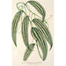 Smilax longifolia fol. variegata - Charles Antoine Lemaire — näkymä teoksesta