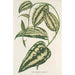 Smilax ornata - Charles Antoine Lemaire — näkymä teoksesta