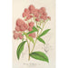 Maalauksen jäljennös Spiraea Nobleana - Charles Antoine Lemaire