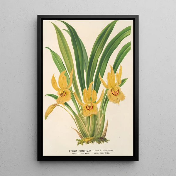 Charles Antoine Lemaire - Stenia fimbriata.webp