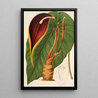 Charles Antoine Lemaire - Steudnera colocasifolia.webp
