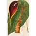 Maalauksen jäljennös Steudnera colocasifolia - Charles Antoine Lemaire