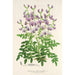 Maalauksen jäljennös Swainsona lessertiaefolia - Charles Antoine Lemaire
