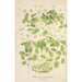 Thalictrum anemonoides - Charles Antoine Lemaire — näkymä teoksesta
