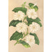 Thunbergia fragrans - Charles Antoine Lemaire — näkymä teoksesta