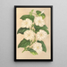 Thunbergia fragrans - Charles Antoine Lemaire — kehystetty taideteos seinällä