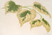 Tilia parvifolia -lajike, var. fol. varieg. - Charles Antoine Lemaire — näkymä teoksesta