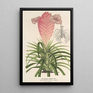 Charles Antoine Lemaire - Tilllandsia Lindeni.webp