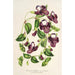 Maalauksen jäljennös Torenia asiatica - Charles Antoine Lemaire | Maalaus