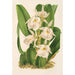 Trichopilia fragrans nobilis - Charles Antoine Lemaire — näkymä teoksesta