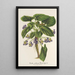 Maalauksen jäljennös Viola arborea Brandyana - Charles Antoine Lemaire