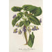 Maalauksen jäljennös Viola arborea Brandyana - Charles Antoine Lemaire