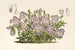 Viola pedata - Charles Antoine Lemaire — näkymä teoksesta
