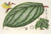 Witheringia pogonandra - Charles Antoine Lemaire — näkymä teoksesta