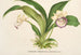 Zygopetalum Warscewiczella marginatum - Charles Antoine Lemaire — näkymä teoksesta