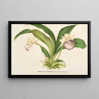 Charles Antoine Lemaire - Zygopetalum Warscewiczella marginatum.webp
