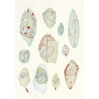 Charles Atwood Kofoid - The freeliving unarmored dinoflagellata pl 10.webp