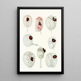 Charles Atwood Kofoid - The freeliving unarmored dinoflagellata pl 12.webp