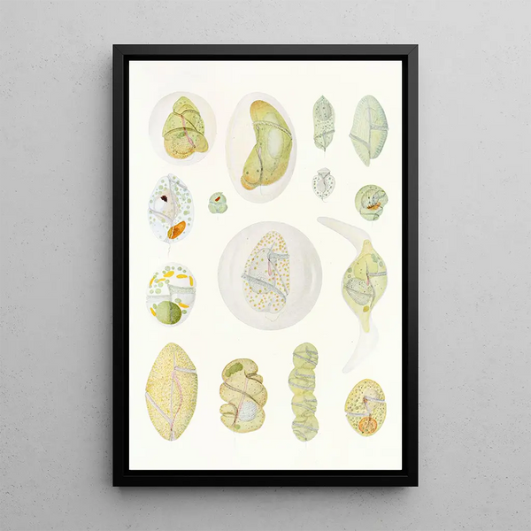 Charles Atwood Kofoid - The freeliving unarmored dinoflagellata pl 9.webp