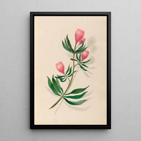 Charles Empson - Drawings of tropical flowers and fruits from South America Pl14.webp
