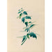 Maalauksen jäljennös Etelä-Amerikan trooppisten kukkien ja hedelmien piirroksia Pl15 - Charles Empson