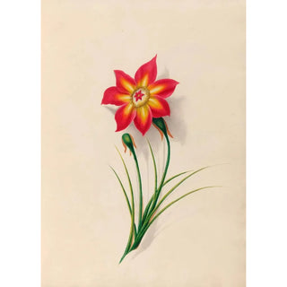 Charles Empson - Drawings of tropical flowers and fruits from South America Pl19.webp