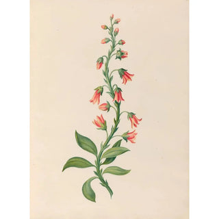 Charles Empson - Drawings of tropical flowers and fruits from South America Pl28.webp