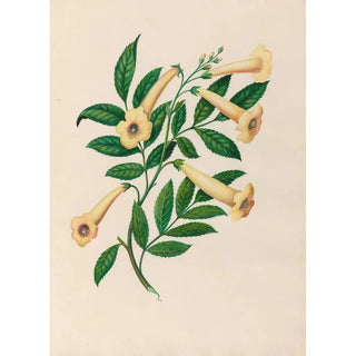 Charles Empson - Drawings of tropical flowers and fruits from South America Pl31.webp