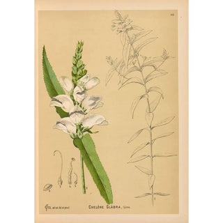 Charles Frederick Millspaugh - Medicinal Plants Pl006.webp
