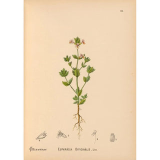 Charles Frederick Millspaugh - Medicinal Plants Pl008.webp