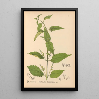 Charles Frederick Millspaugh - Medicinal Plants Pl014.webp