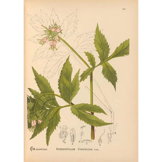 Charles Frederick Millspaugh - Medicinal Plants Pl016.webp