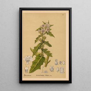 Charles Frederick Millspaugh - Medicinal Plants Pl020.webp