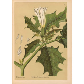 Charles Frederick Millspaugh - Medicinal Plants Pl021.webp