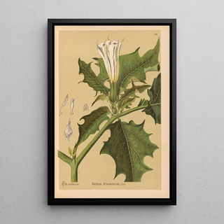 Charles Frederick Millspaugh - Medicinal Plants Pl021.webp