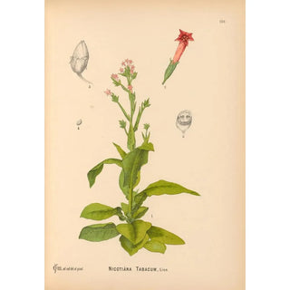 Charles Frederick Millspaugh - Medicinal Plants Pl022.webp