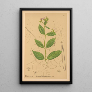 Charles Frederick Millspaugh - Medicinal Plants Pl027.webp