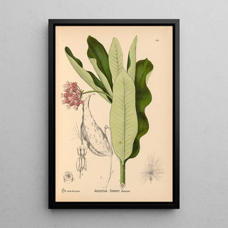 Charles Frederick Millspaugh - Medicinal Plants Pl029.webp