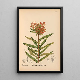 Charles Frederick Millspaugh - Medicinal Plants Pl030.webp