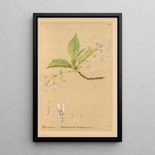 Charles Frederick Millspaugh - Medicinal Plants Pl031.webp