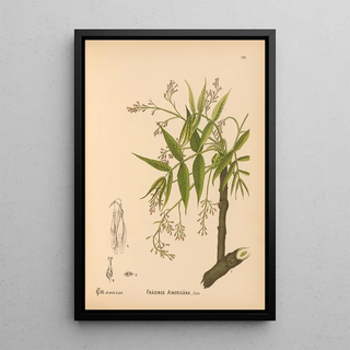 Charles Frederick Millspaugh - Medicinal Plants Pl032.webp